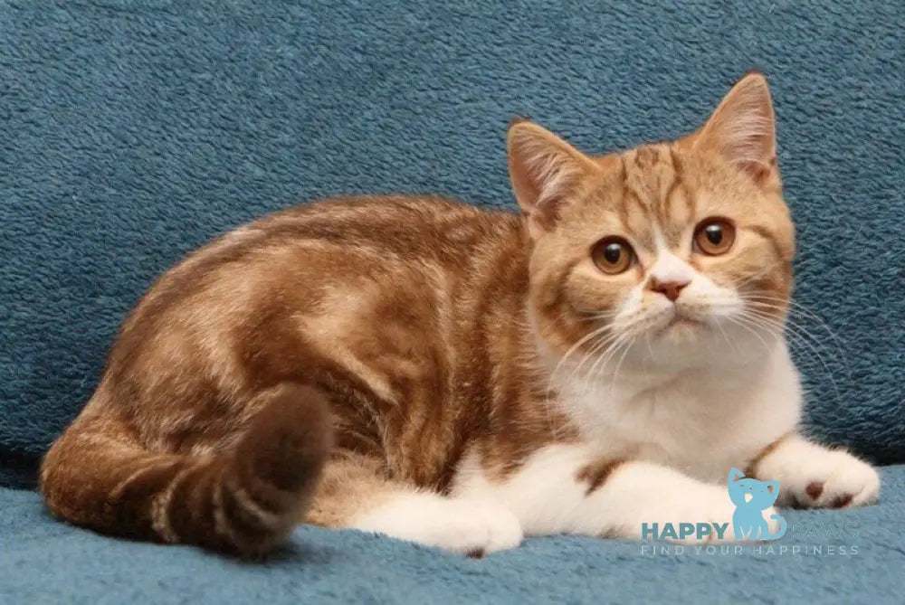 Kus-Kus British Shorthair male cinnamon tabby bicolour live animals