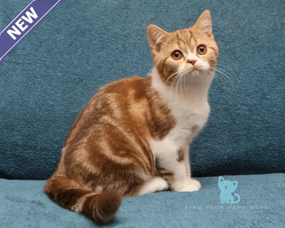 Kus-Kus British Shorthair male cinnamon tabby bicolour live animals