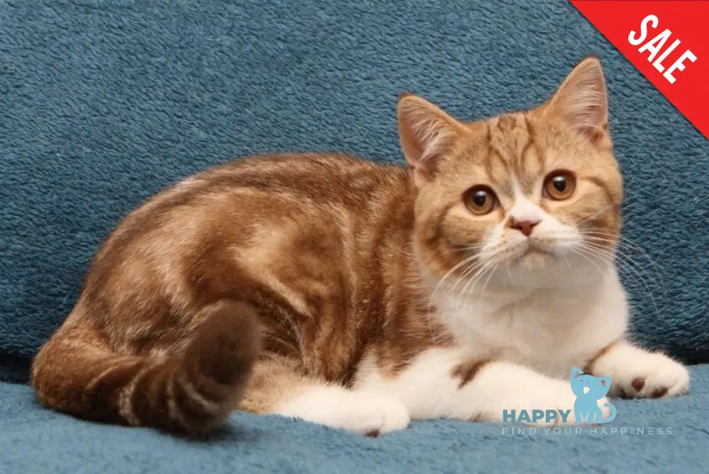 Kus-Kus British Shorthair male cinnamon tabby bicolour live animals