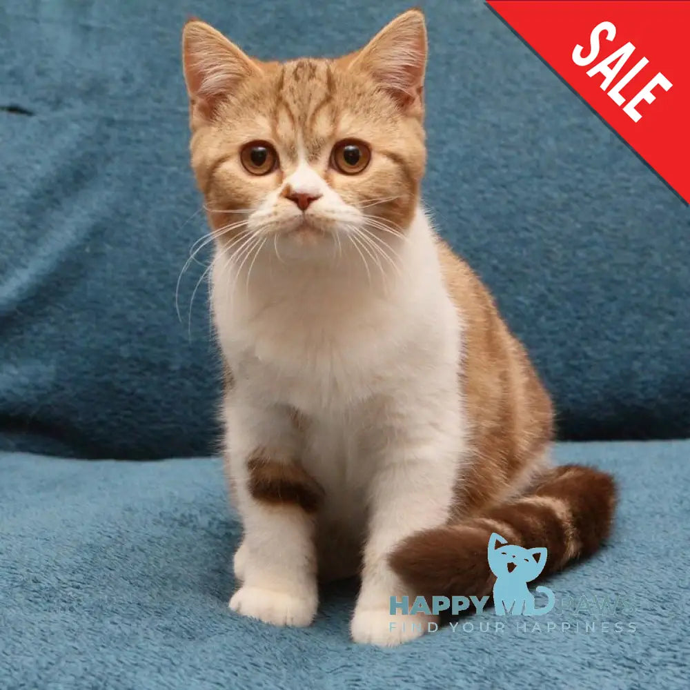 Kus-Kus British Shorthair male cinnamon tabby bicolour live animals