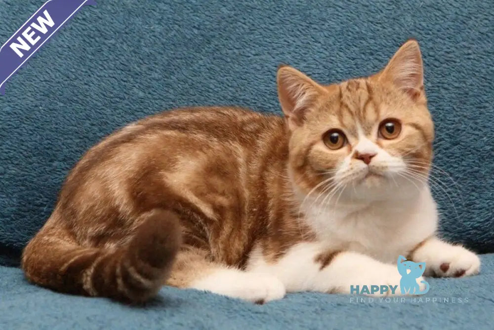 Kus-Kus British Shorthair male cinnamon tabby bicolour live animals