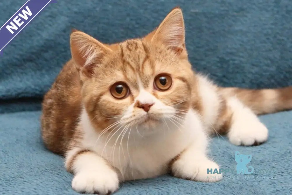 Kus-Kus British Shorthair male cinnamon tabby bicolour live animals