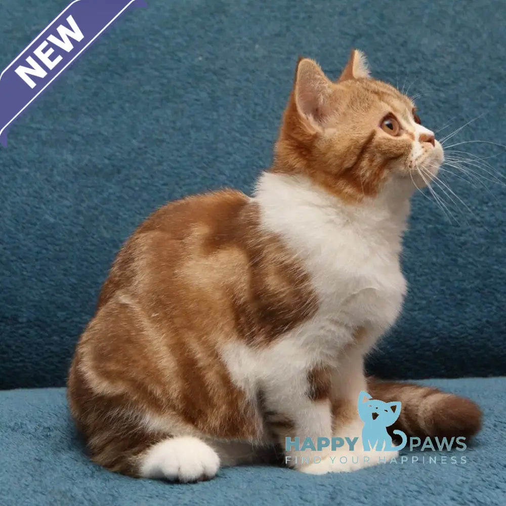 Kus-Kus British Shorthair male cinnamon tabby bicolour live animals