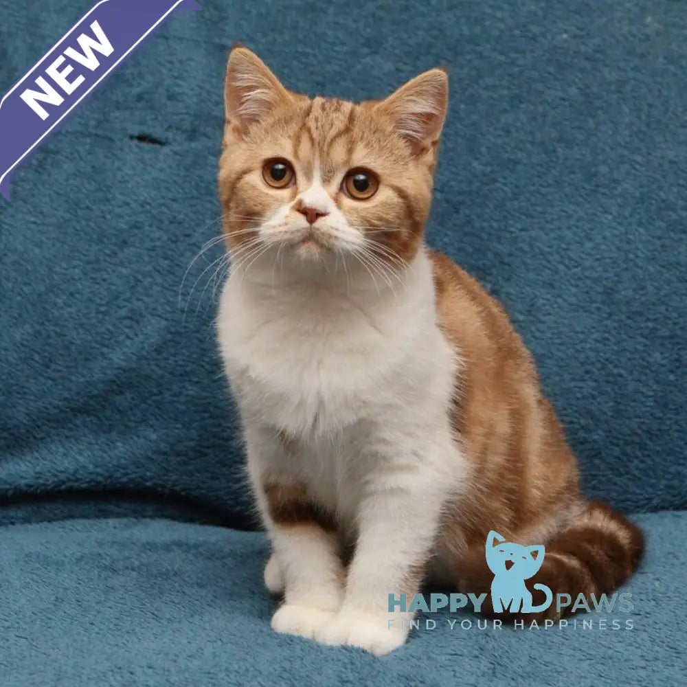 Kus-Kus British Shorthair male cinnamon tabby bicolour live animals