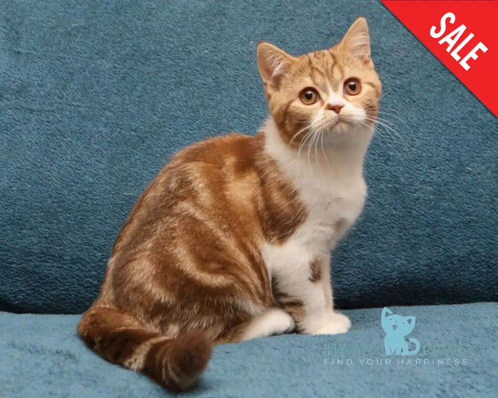 Kus-Kus British Shorthair male cinnamon tabby bicolour live animals
