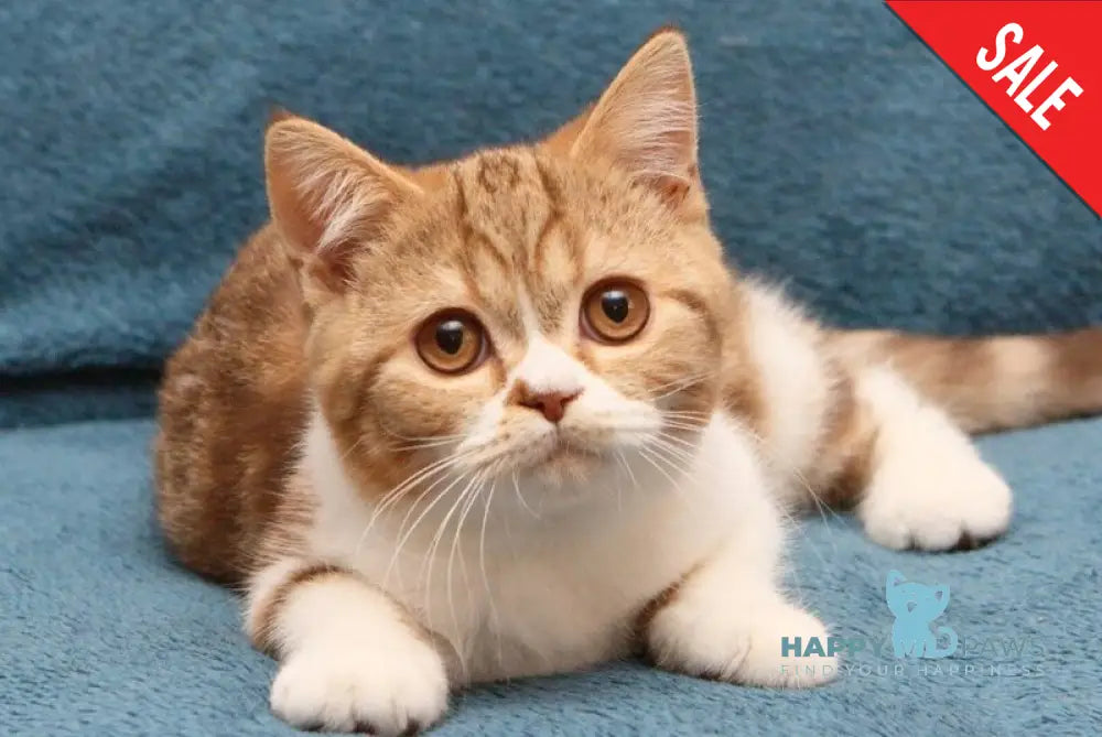 Kus-Kus British Shorthair male cinnamon tabby bicolour live animals
