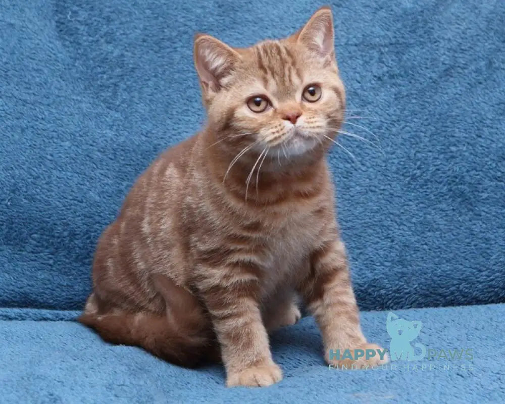 Kuzma British Shorthair male cinnamon tabby live animals