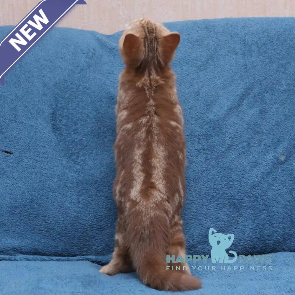 Kuzma British Shorthair male cinnamon tabby live animals