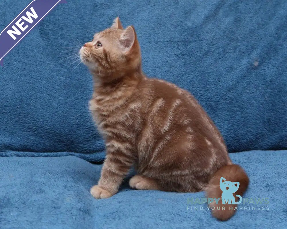 Kuzma British Shorthair male cinnamon tabby live animals