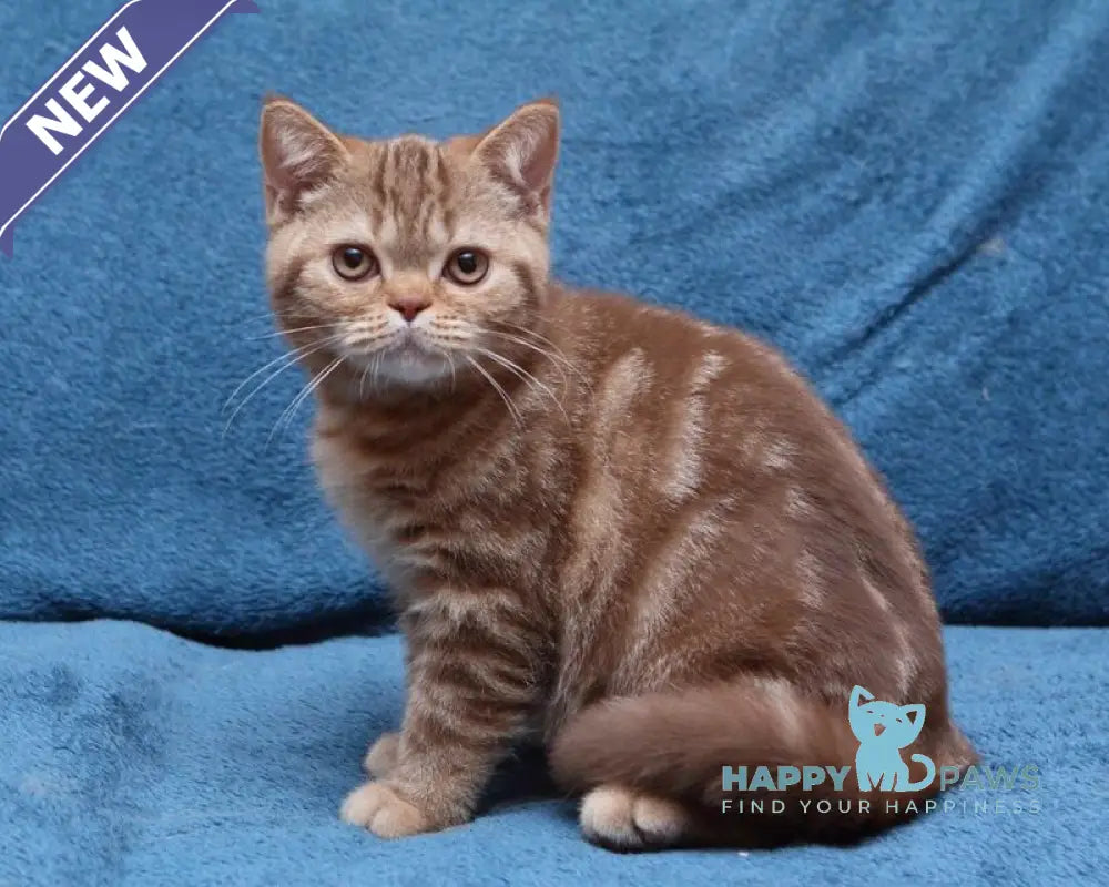 Kuzma British Shorthair male cinnamon tabby live animals