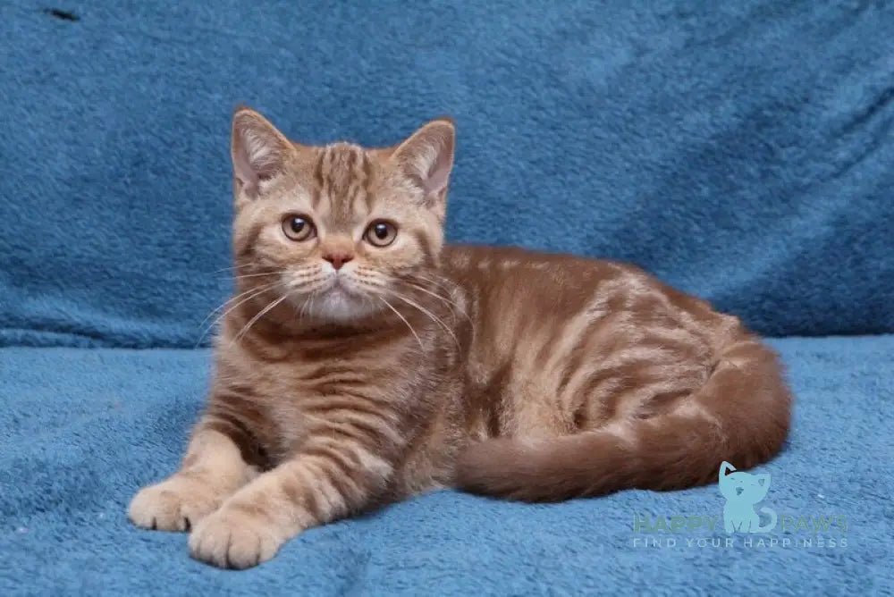 Kuzma British Shorthair male cinnamon tabby live animals