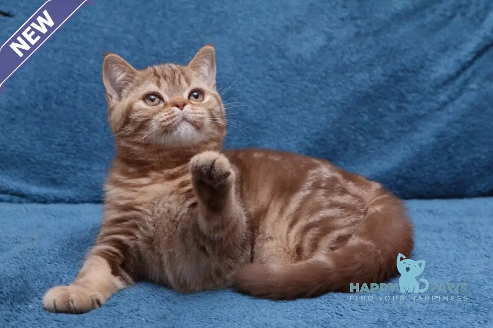 Kuzma British Shorthair male cinnamon tabby live animals