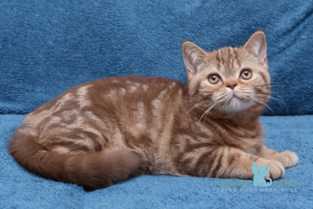 Kuzma British Shorthair male cinnamon tabby live animals