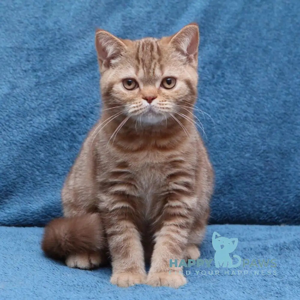 Kuzma British Shorthair male cinnamon tabby live animals