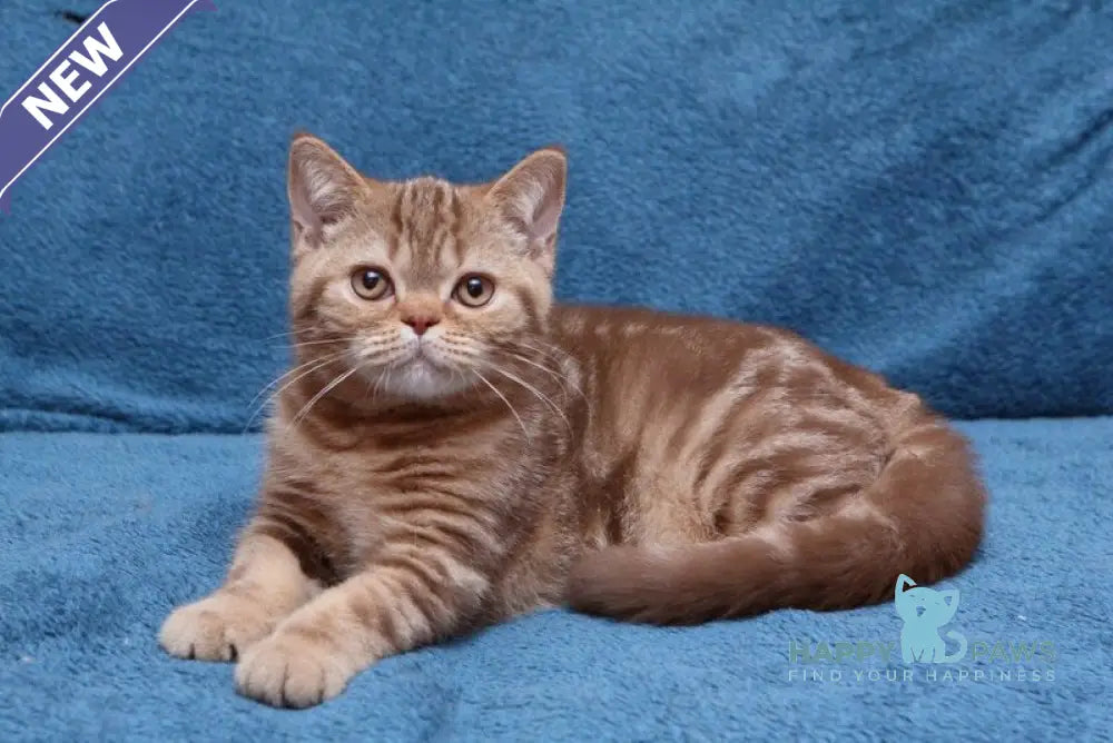 Kuzma British Shorthair male cinnamon tabby live animals