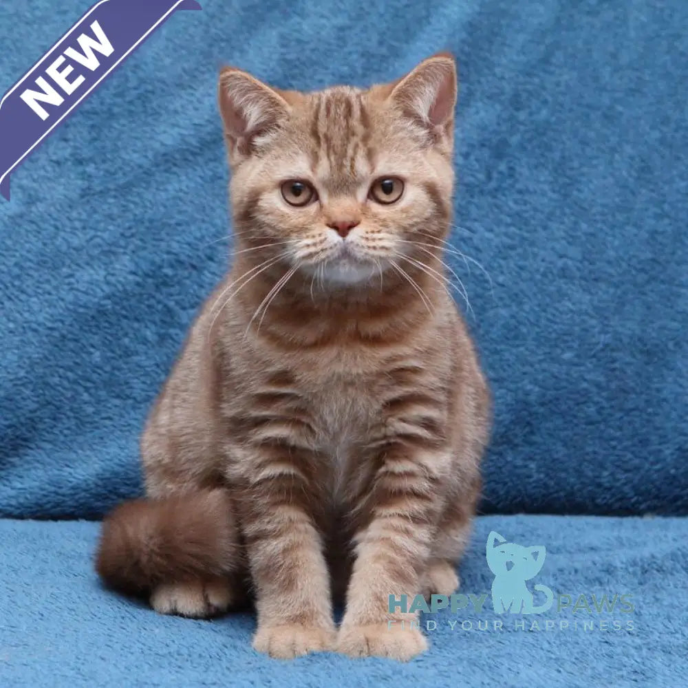 Kuzma British Shorthair male cinnamon tabby live animals