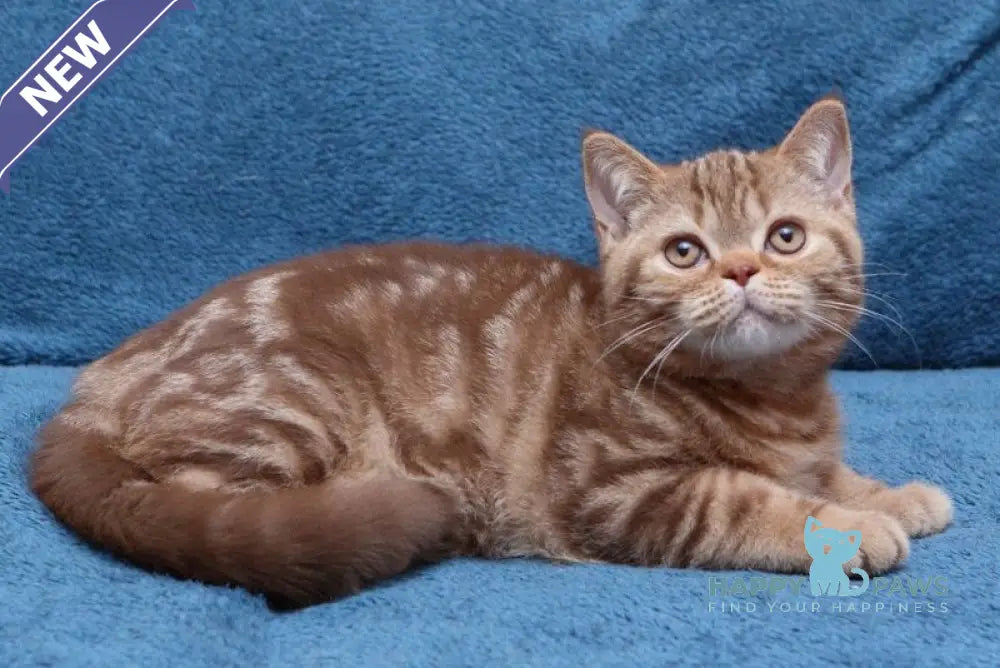 Kuzma British Shorthair male cinnamon tabby live animals