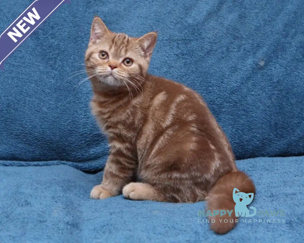 Kuzma British Shorthair male cinnamon tabby live animals