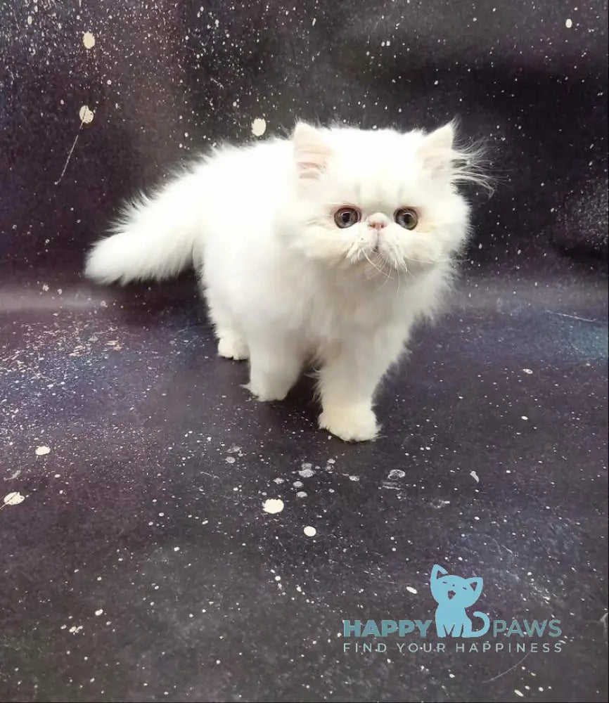 Kuzma Persian male white live animals