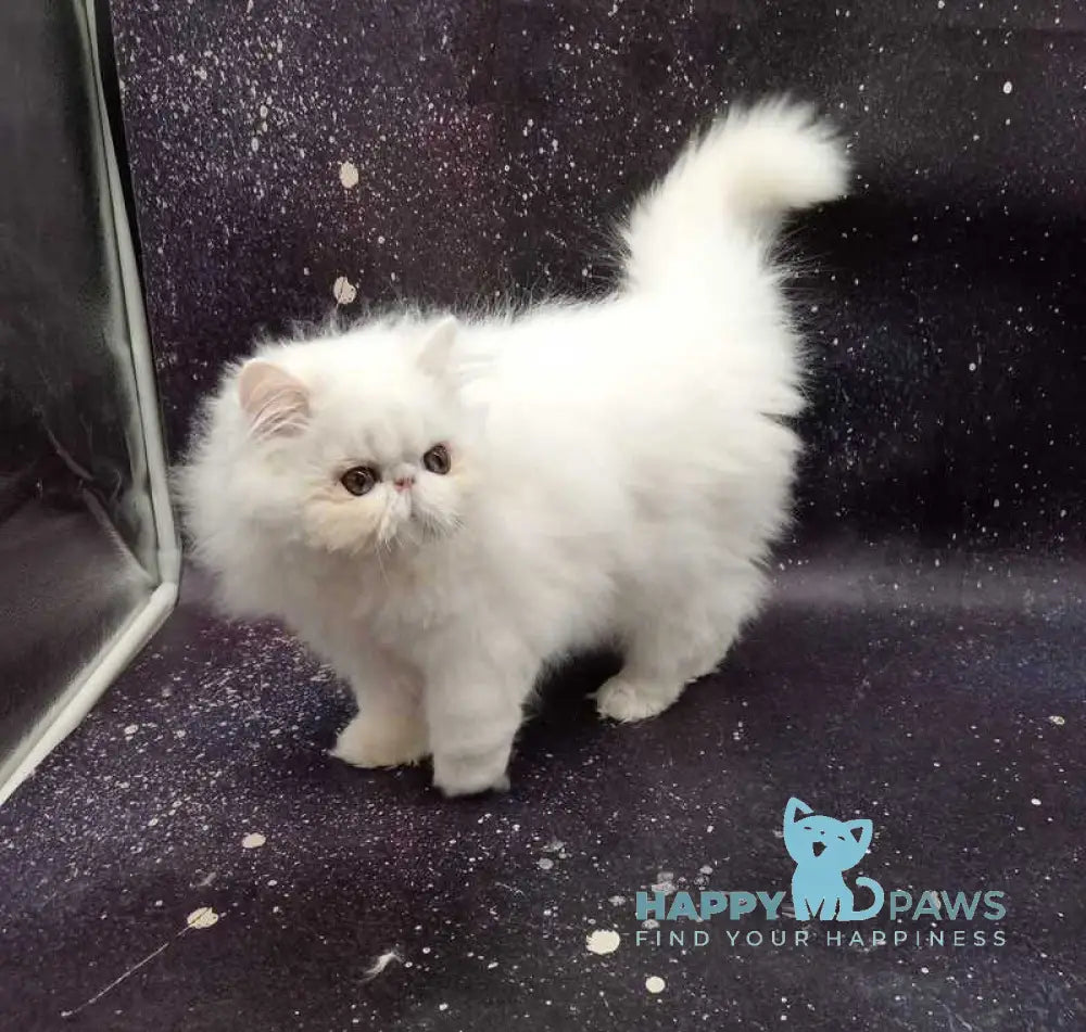 Kuzma Persian male white live animals