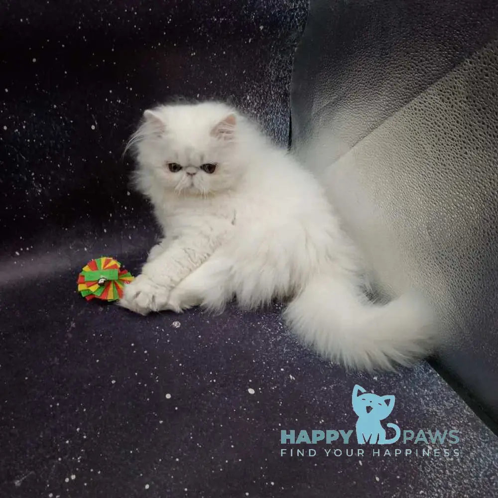 Kuzma Persian male white live animals