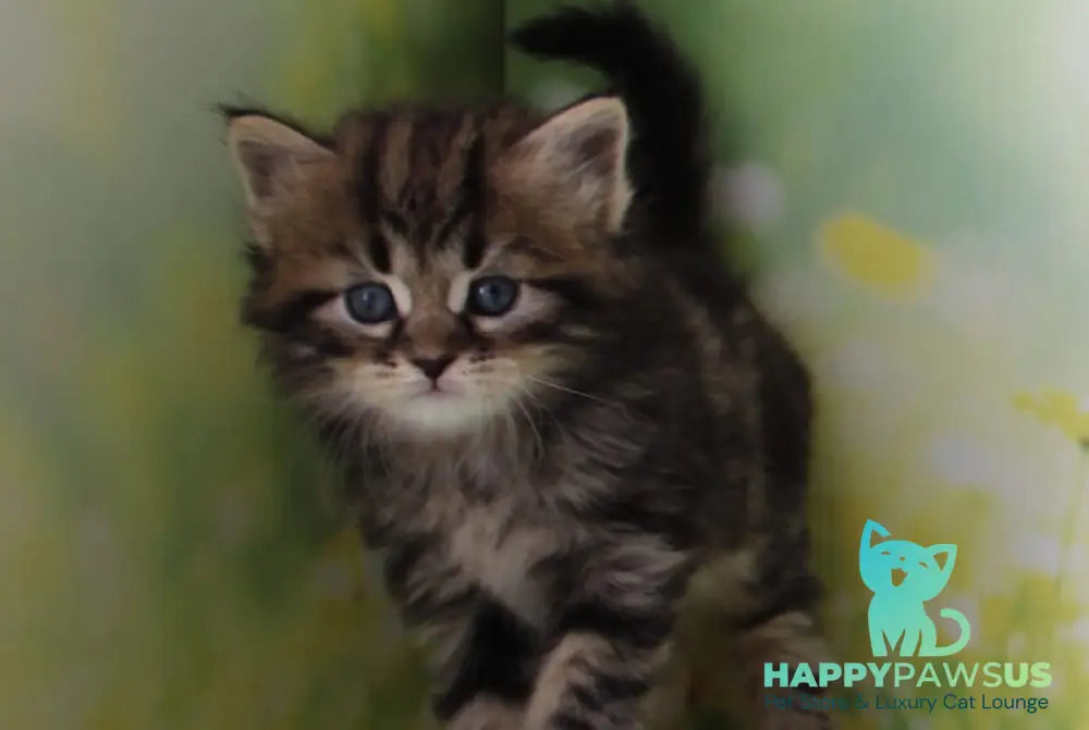 Kuzma Siberian male black tabby - live animals