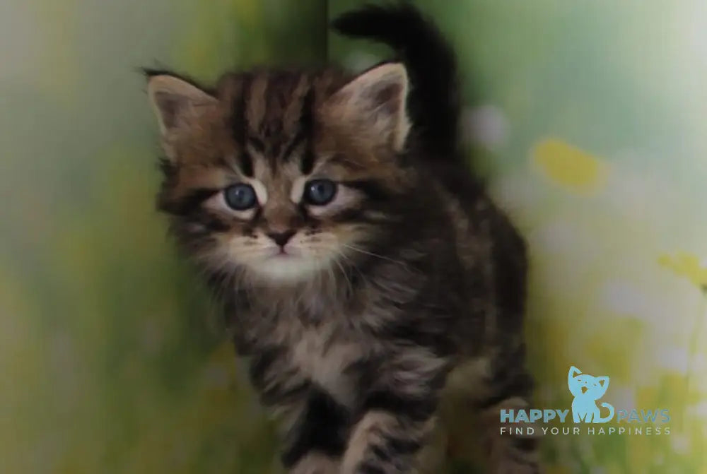 Kuzma Siberian male black tabby - live animals