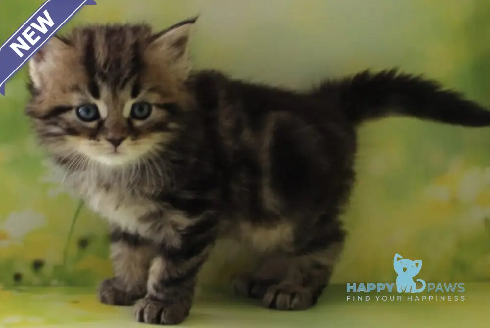 Kuzma Siberian male black tabby - live animals