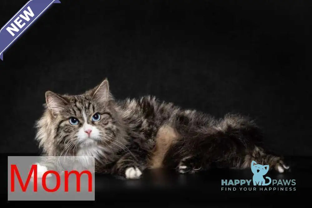 Kuzma Siberian male black tabby - live animals