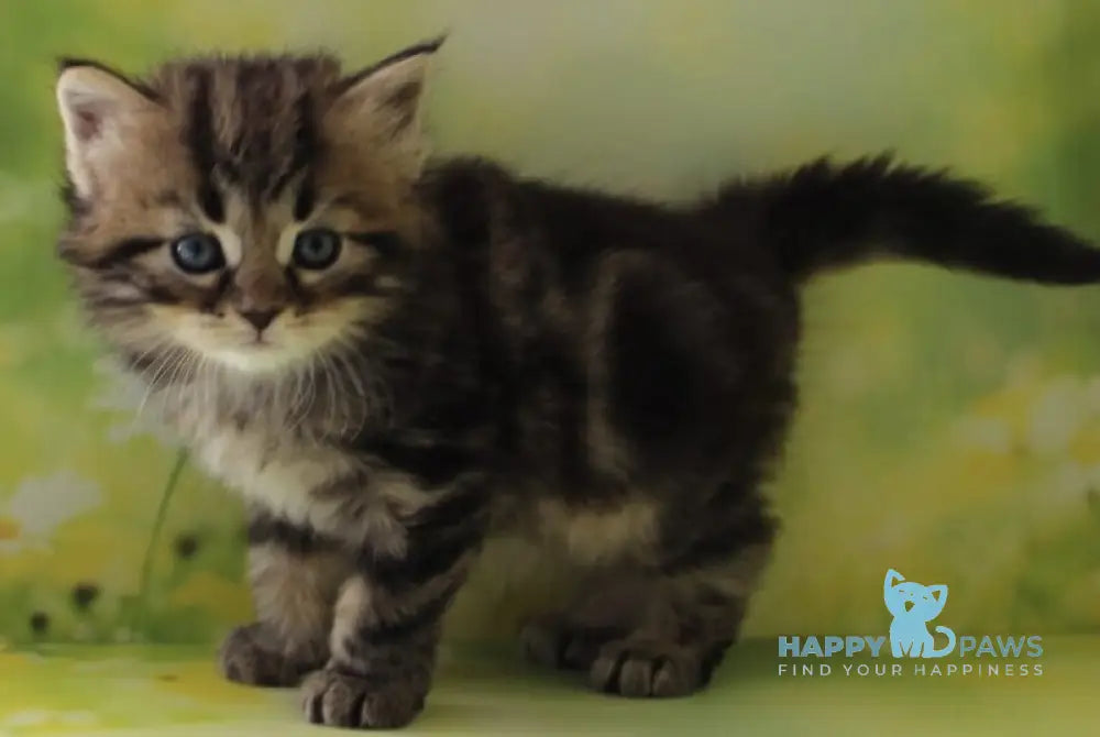 Kuzma Siberian male black tabby - live animals
