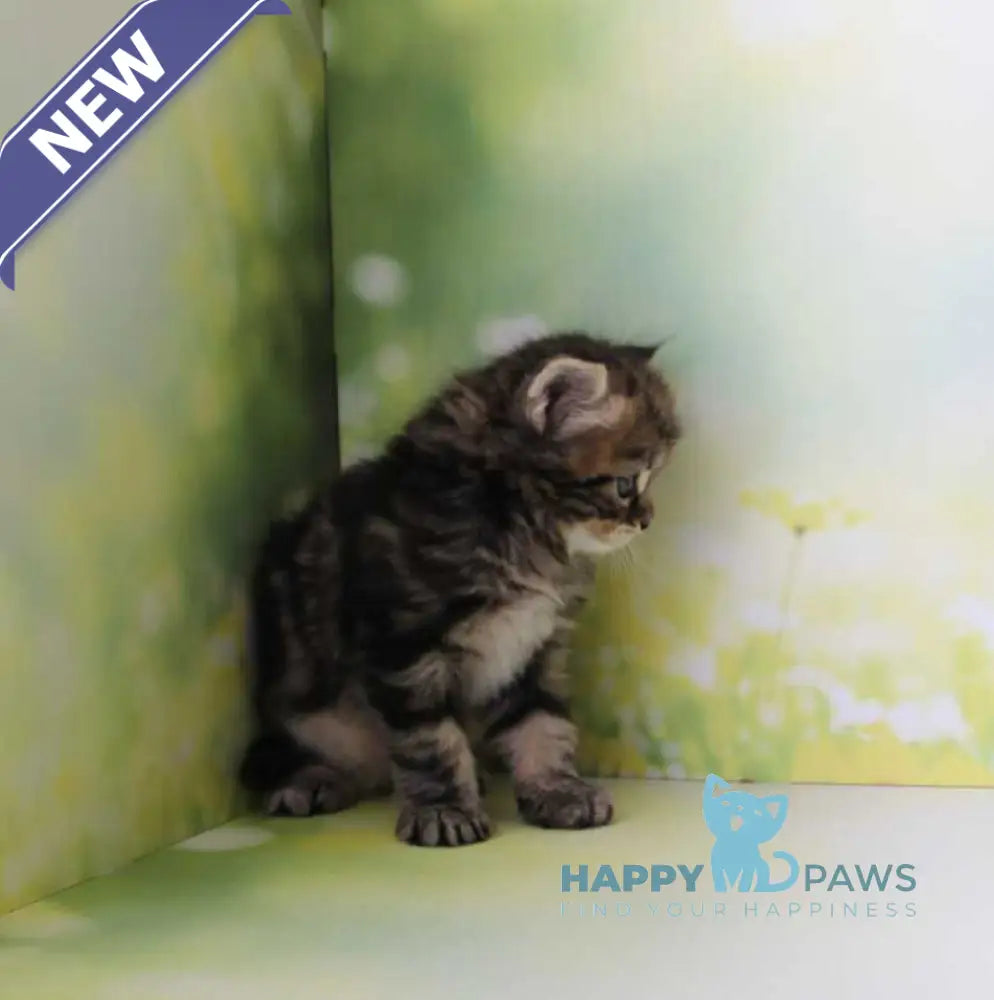 Kuzma Siberian male black tabby - live animals