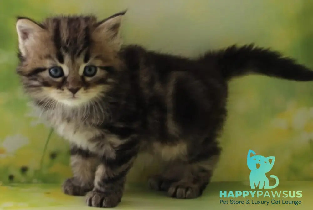 Kuzma Siberian male black tabby - live animals
