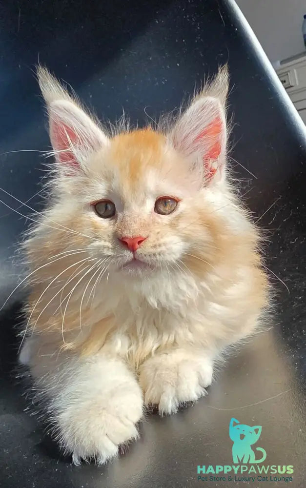 Kvest Maine Coon male red silver ticked tabby - live animals