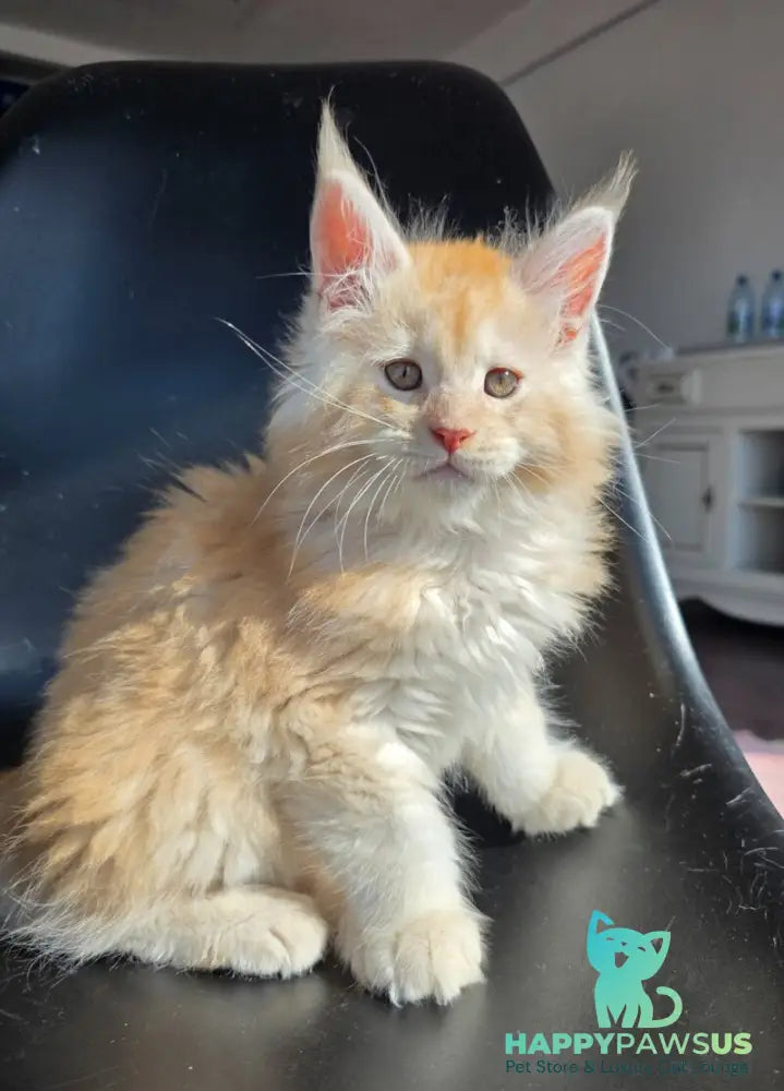 Kvest Maine Coon male red silver ticked tabby - live animals