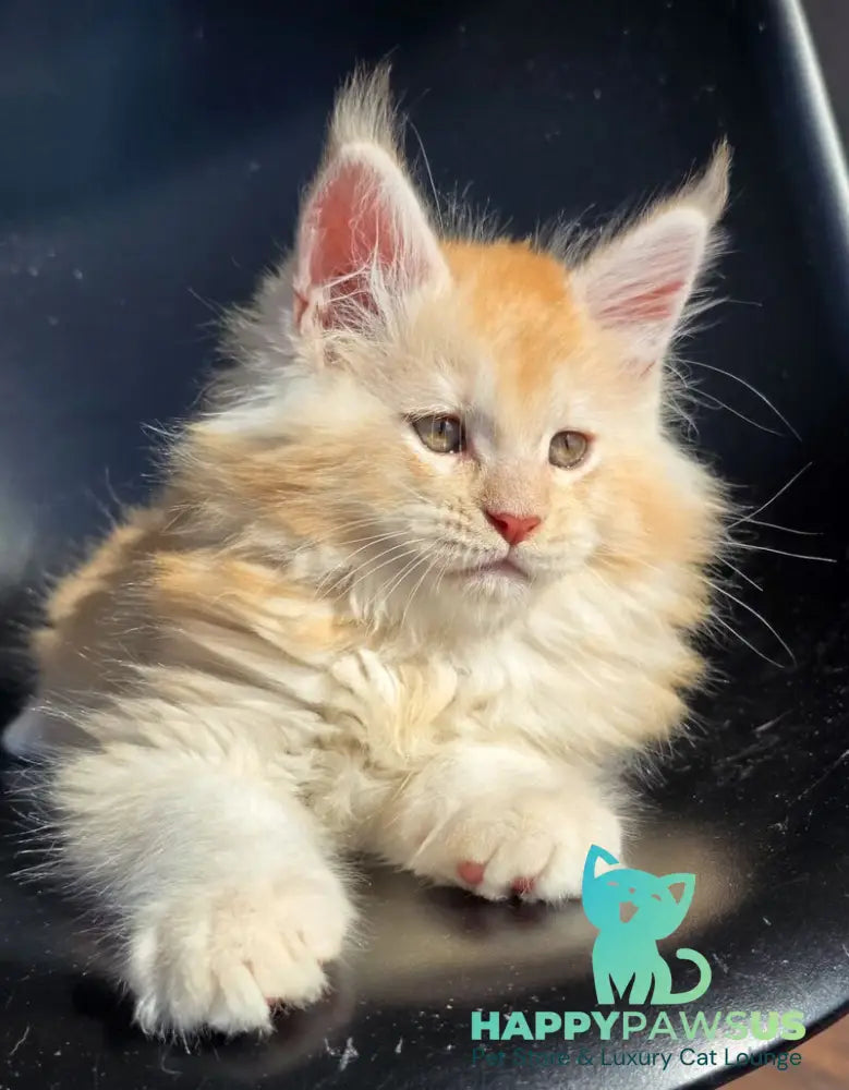 Kvest Maine Coon male red silver ticked tabby - live animals
