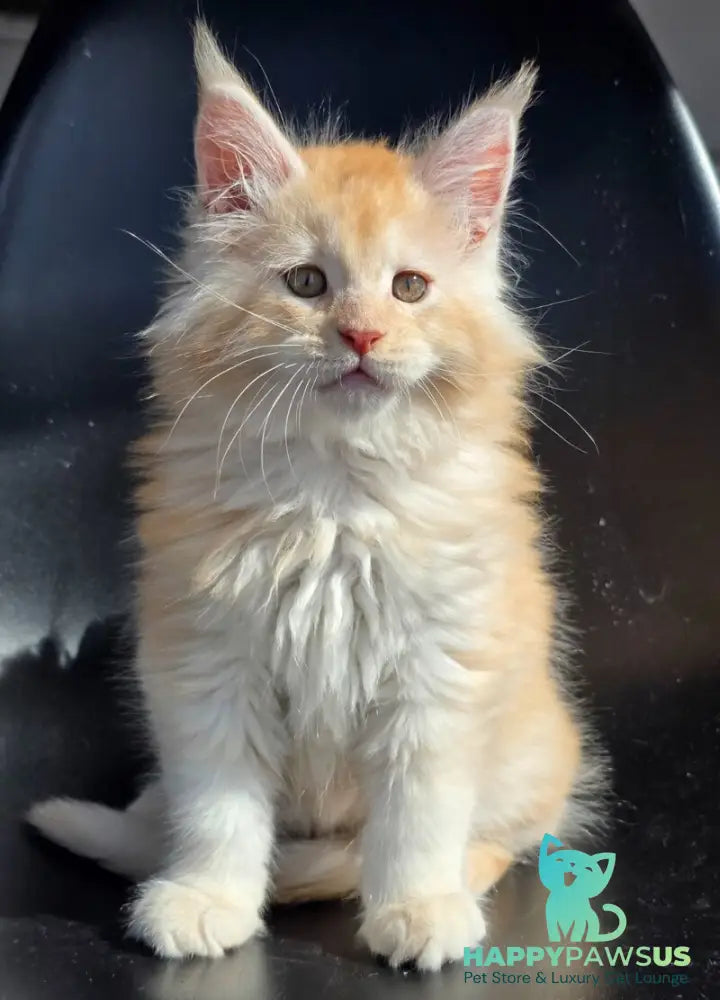 Kvest Maine Coon male red silver ticked tabby - live animals