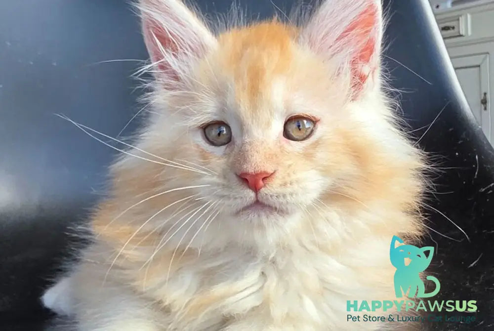 Kvest Maine Coon male red silver ticked tabby - live animals