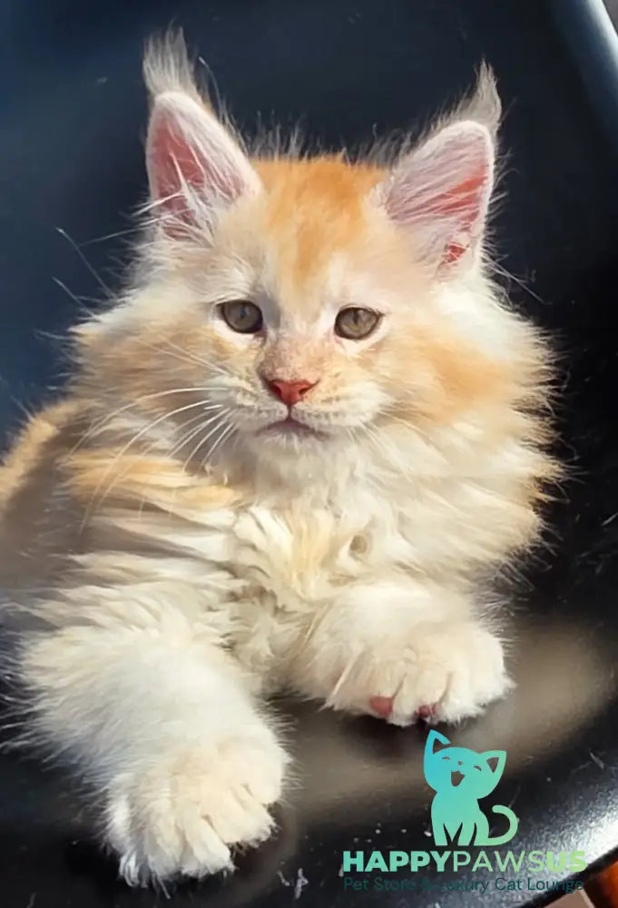Kvest Maine Coon male red silver ticked tabby - live animals