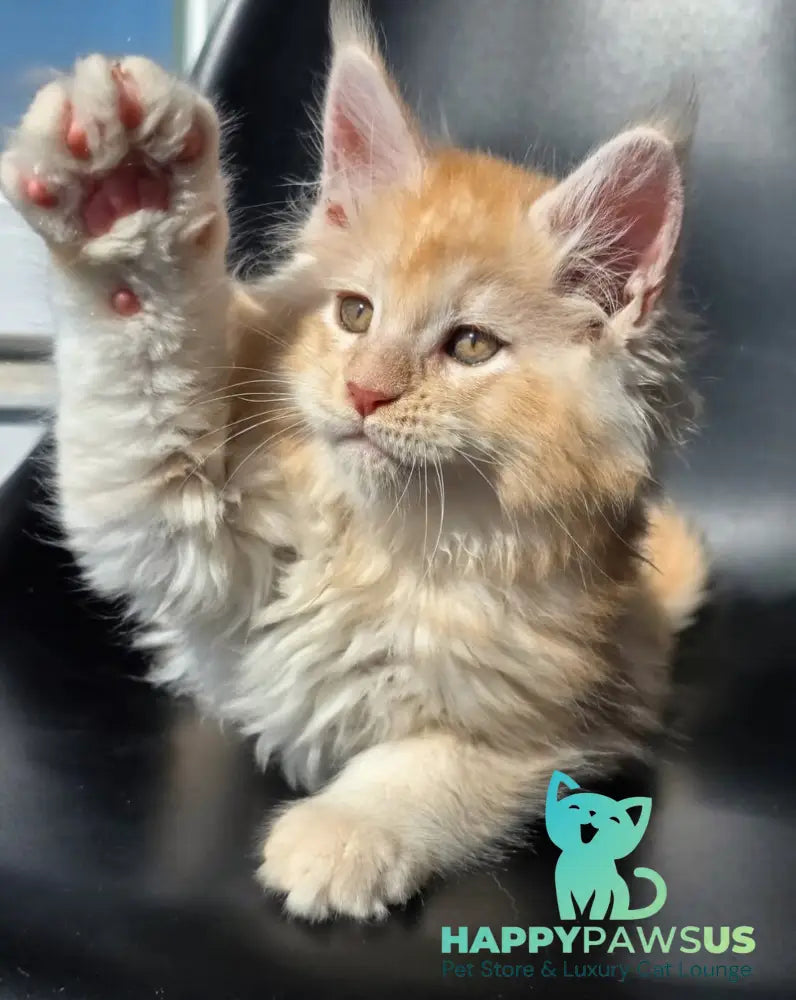 Kvest Maine Coon male red silver ticked tabby - live animals