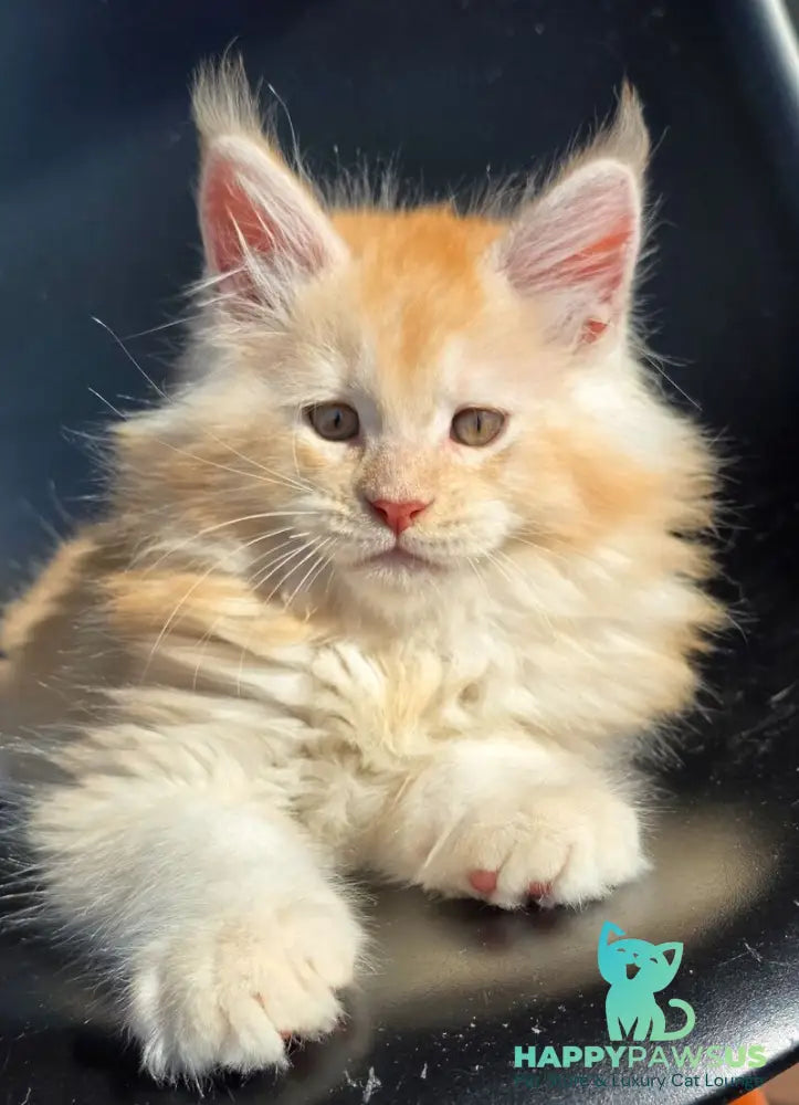 Kvest Maine Coon male red silver ticked tabby - live animals