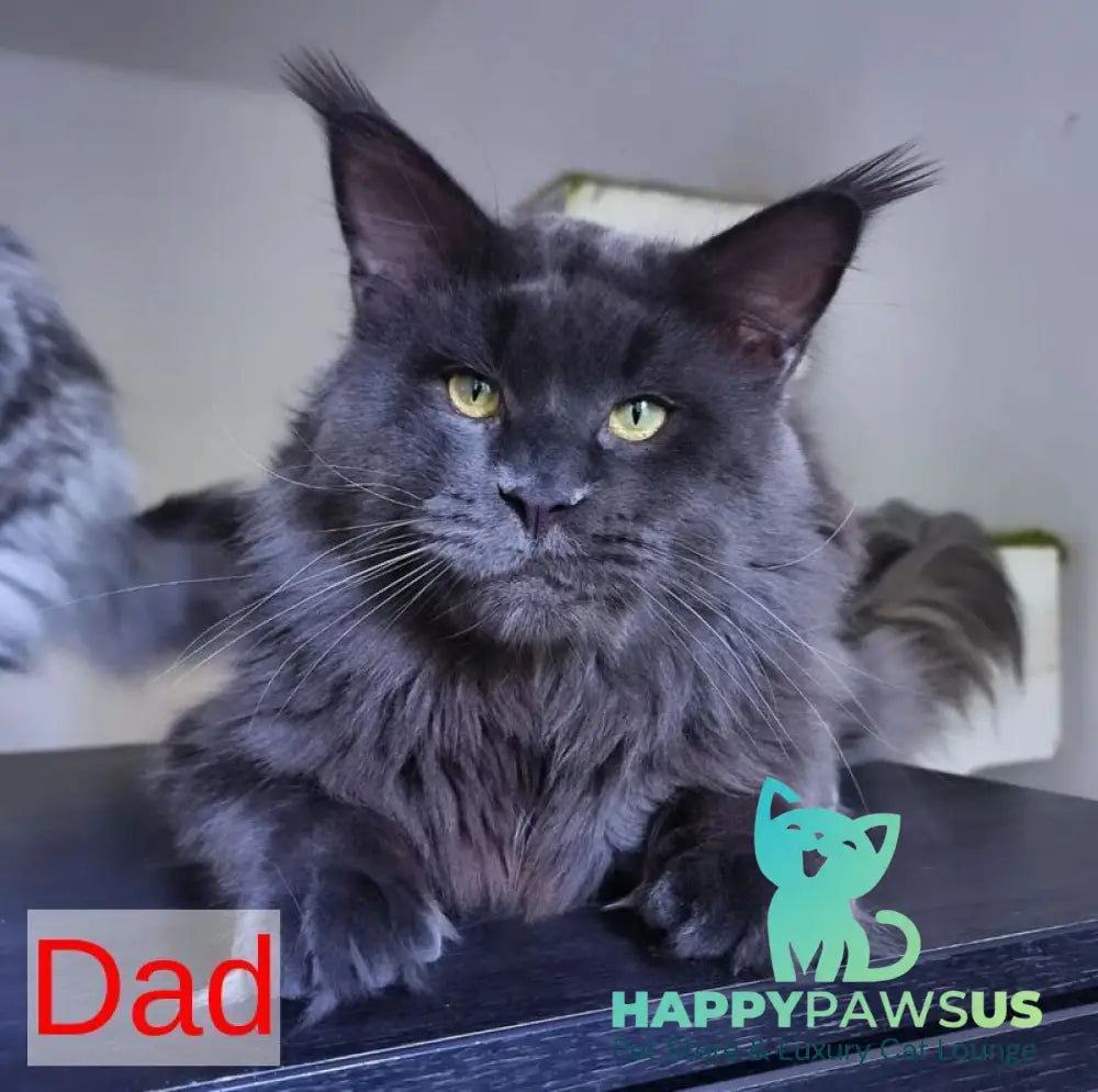 Kvest Maine Coon male red silver ticked tabby - live animals