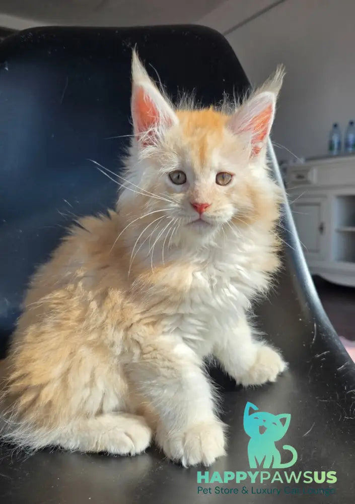 Kvest Maine Coon male red silver ticked tabby - live animals