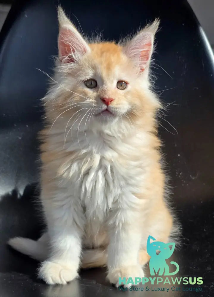 Kvest Maine Coon male red silver ticked tabby - live animals