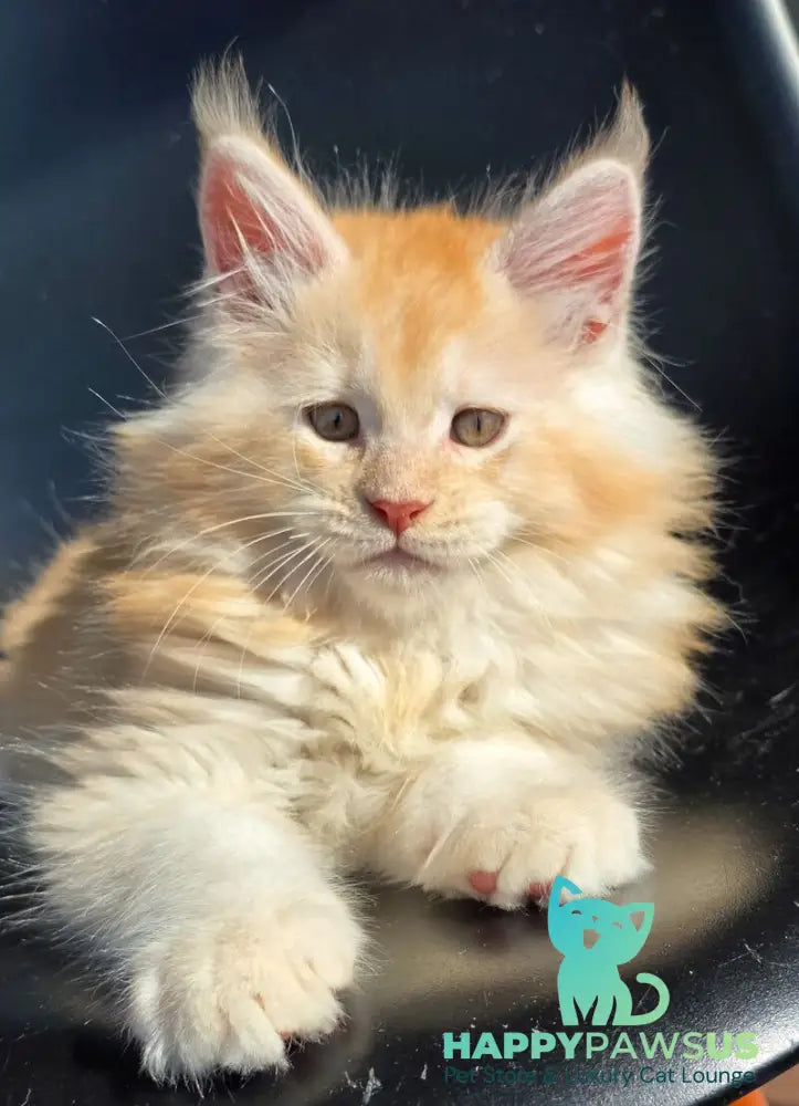 Kvest Maine Coon male red silver ticked tabby - live animals