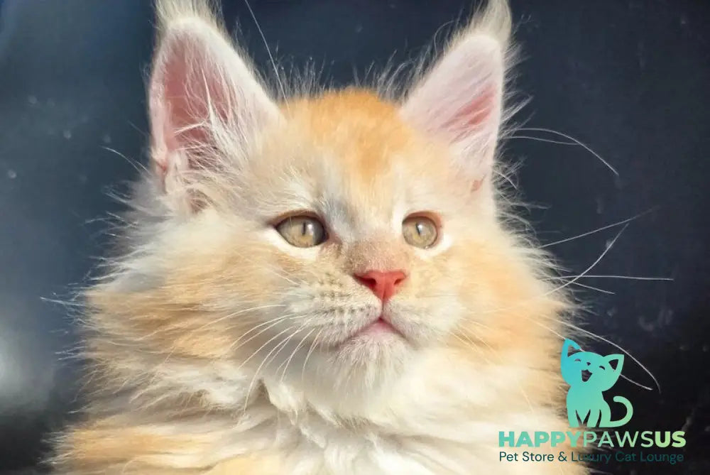 Kvest Maine Coon male red silver ticked tabby - live animals