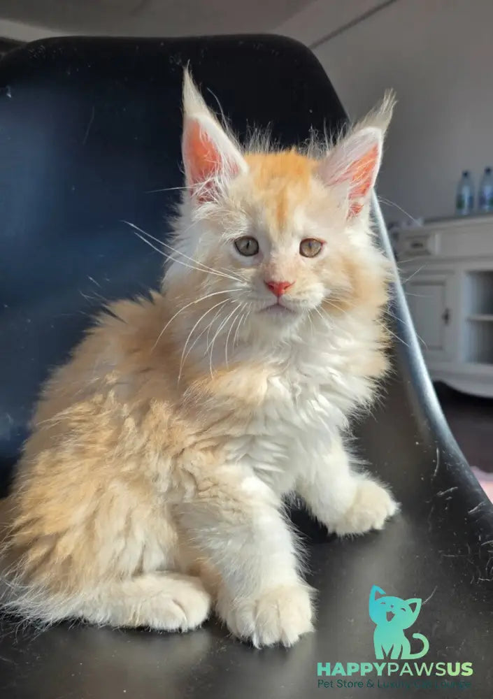 Kvest Maine Coon male red silver ticked tabby - live animals
