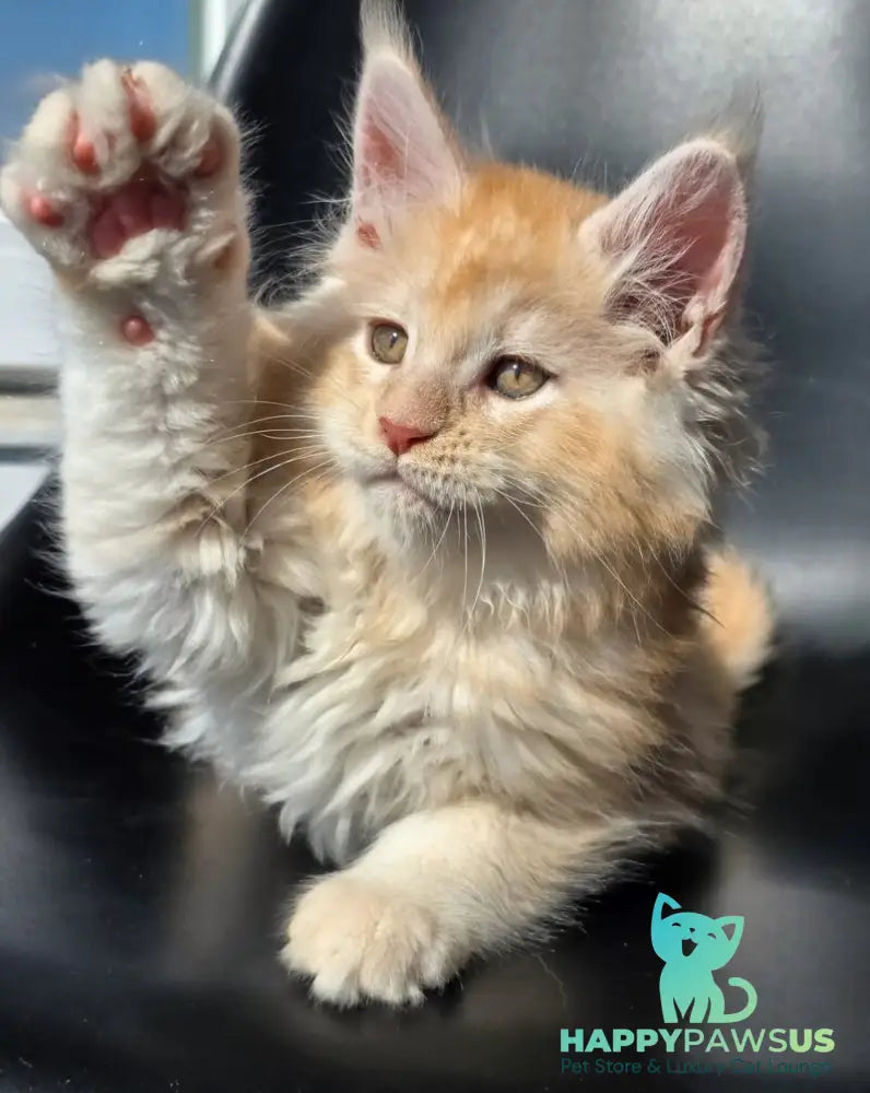 Kvest Maine Coon male red silver ticked tabby - live animals
