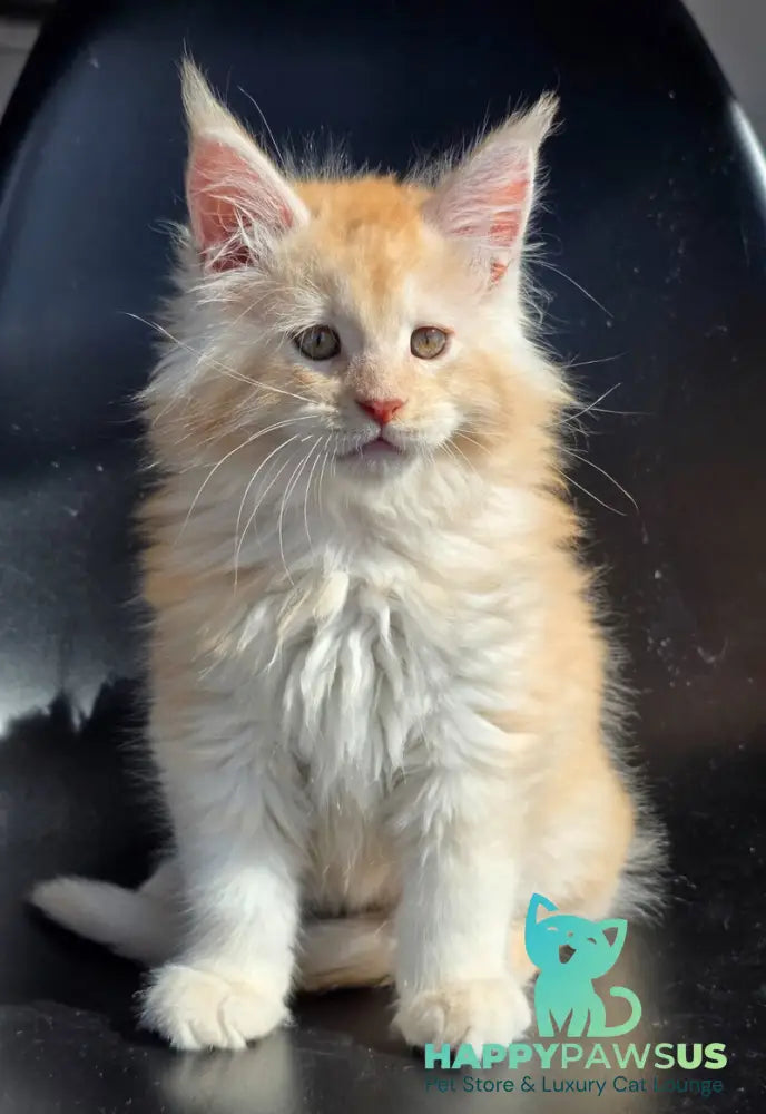Kvest Maine Coon male red silver ticked tabby - live animals