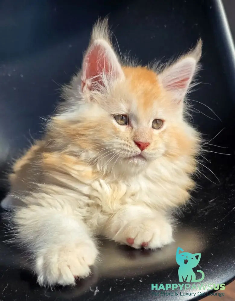 Kvest Maine Coon male red silver ticked tabby - live animals