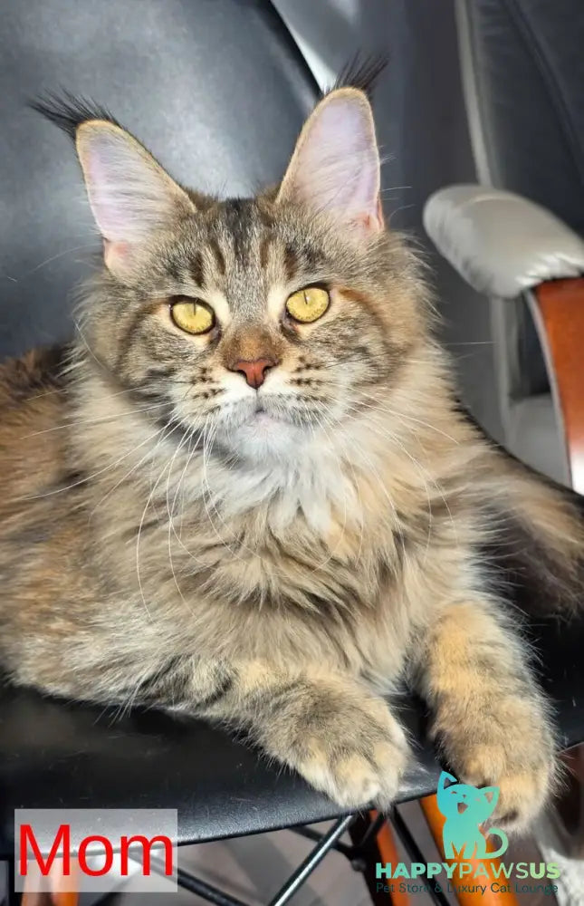 Kvest Maine Coon male red silver ticked tabby - live animals